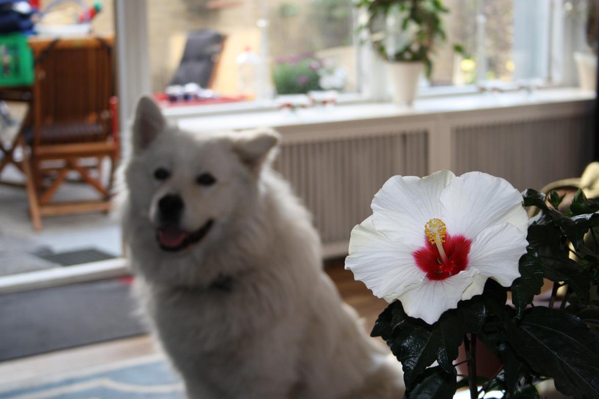 Samojedhund Müsli billede 1