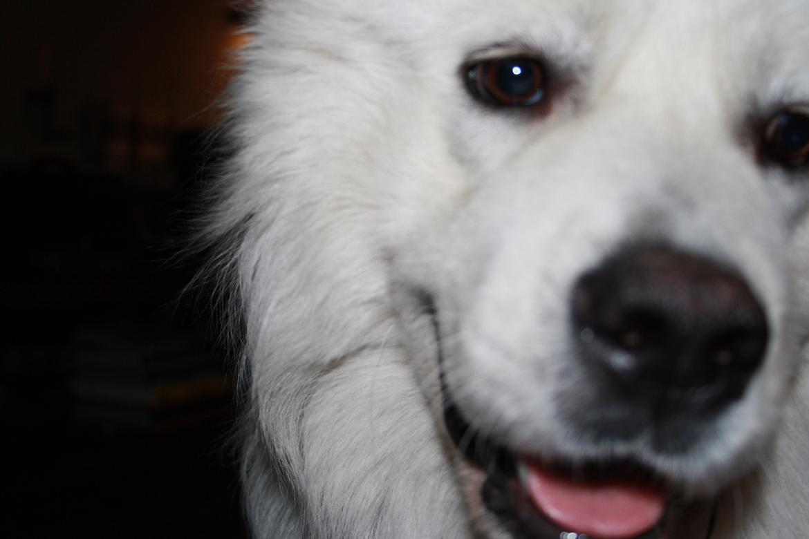 Samojedhund Müsli billede 2