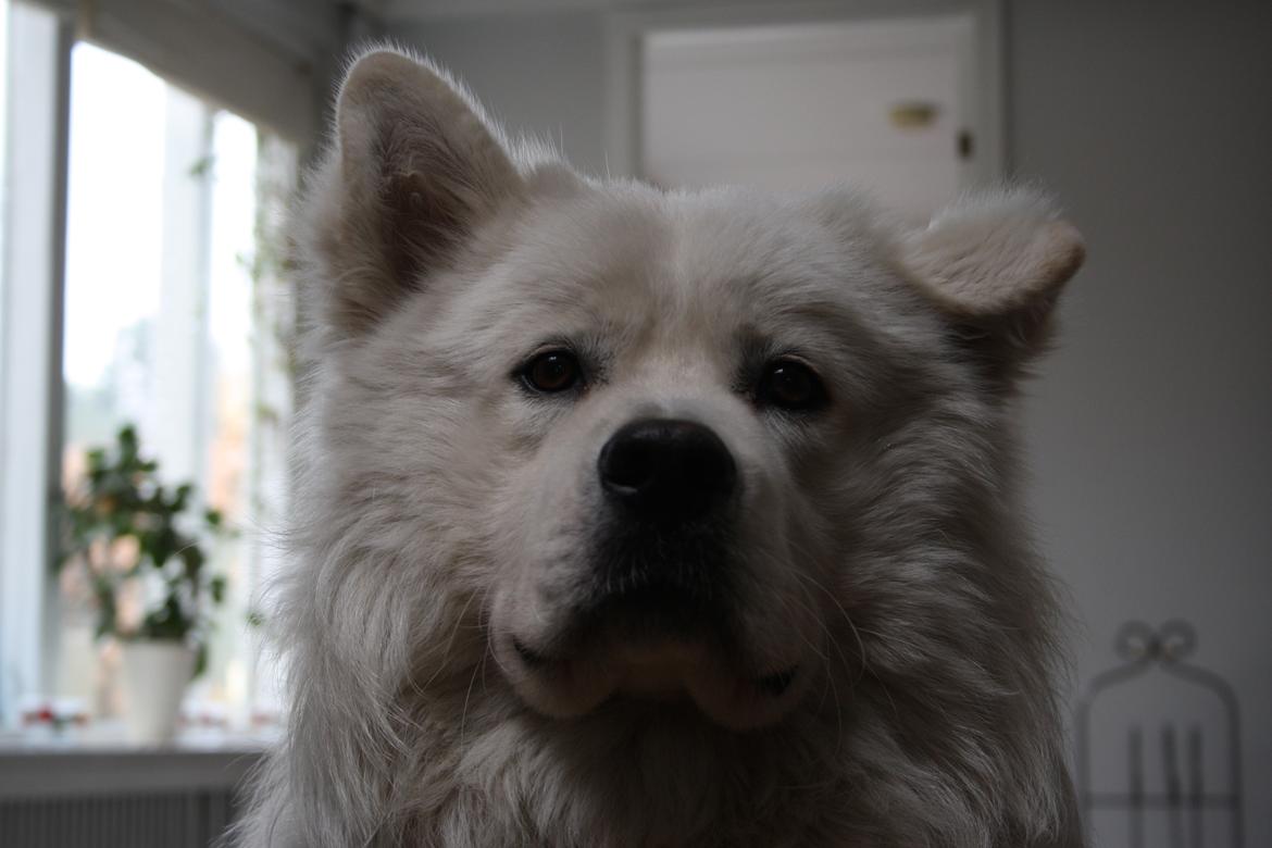 Samojedhund Müsli billede 3