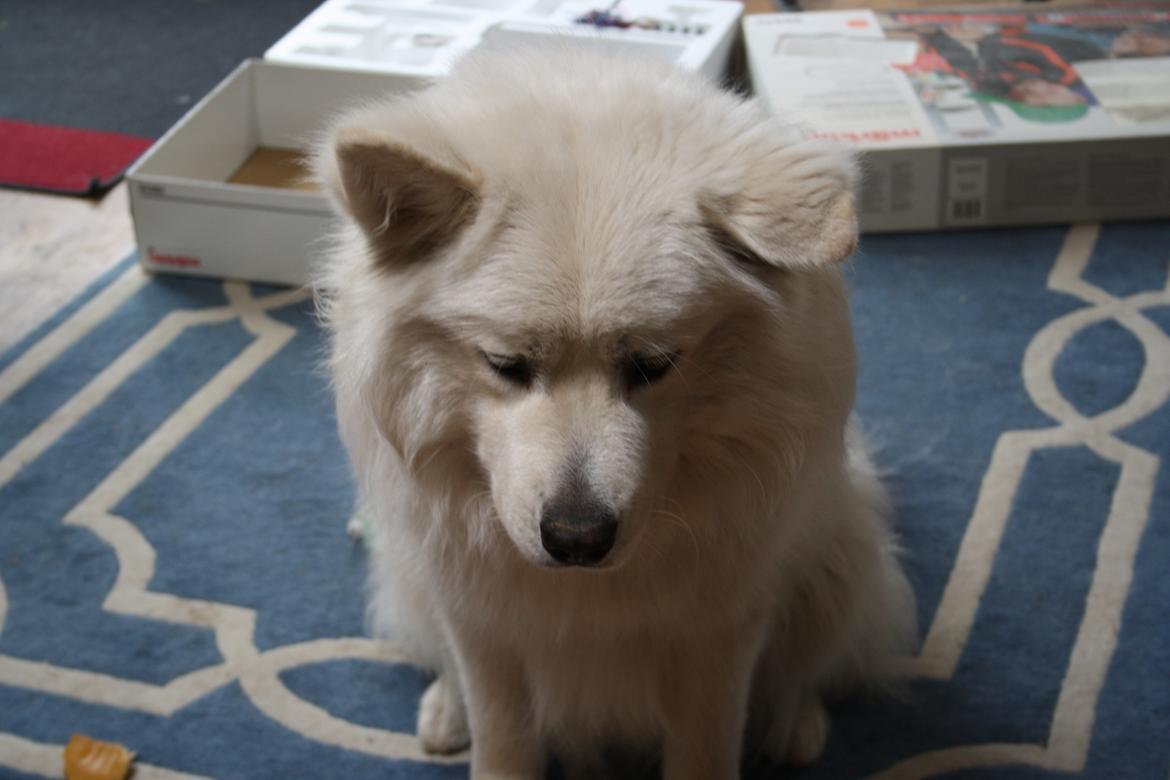 Samojedhund Müsli billede 4