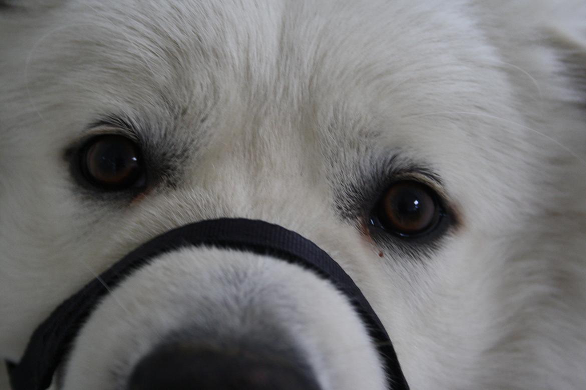 Samojedhund Müsli billede 5