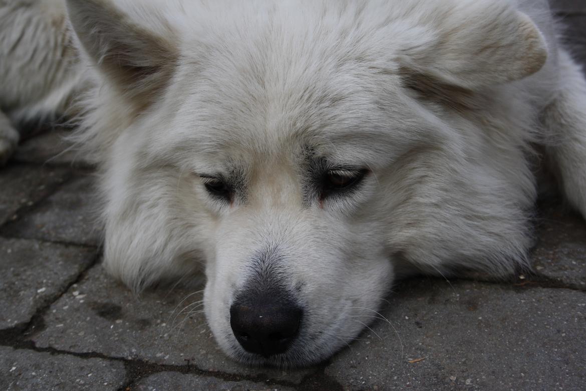 Samojedhund Müsli billede 6