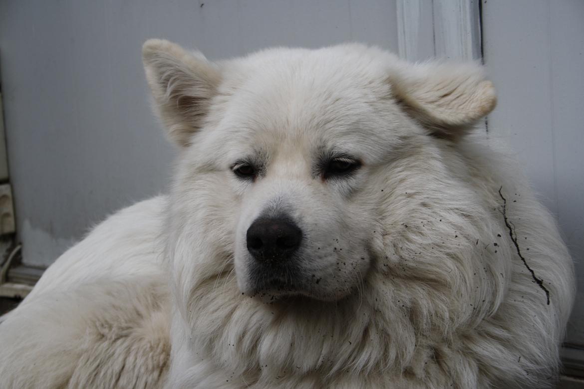 Samojedhund Müsli billede 7