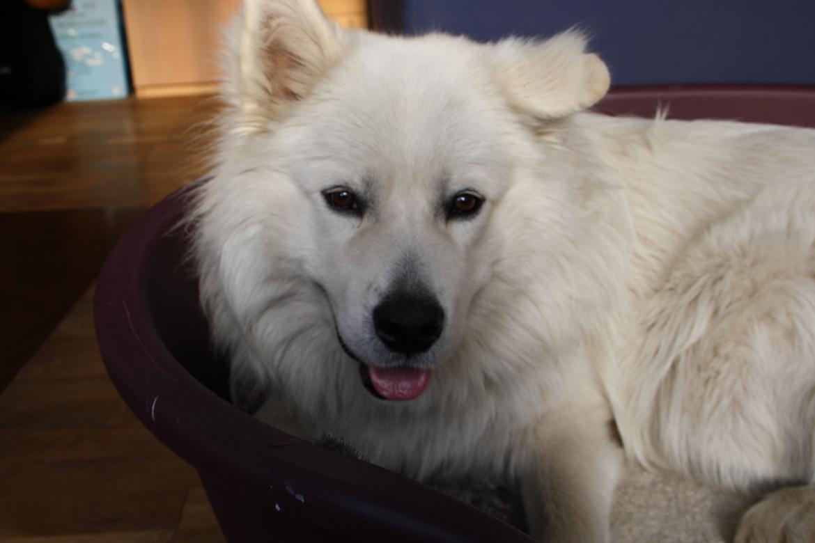 Samojedhund Müsli billede 8