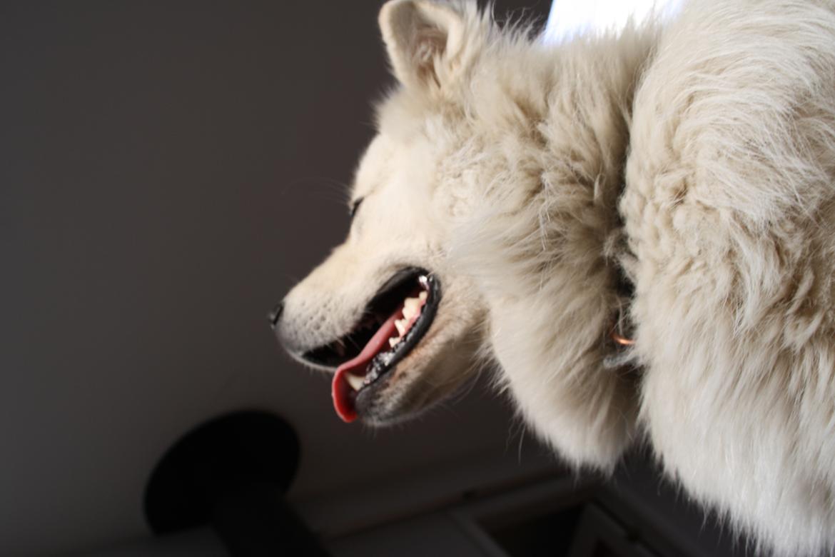 Samojedhund Müsli billede 9