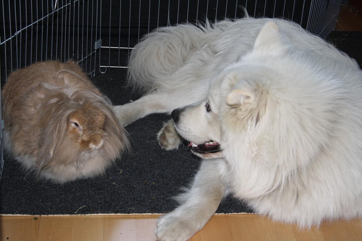 Samojedhund Müsli billede 10