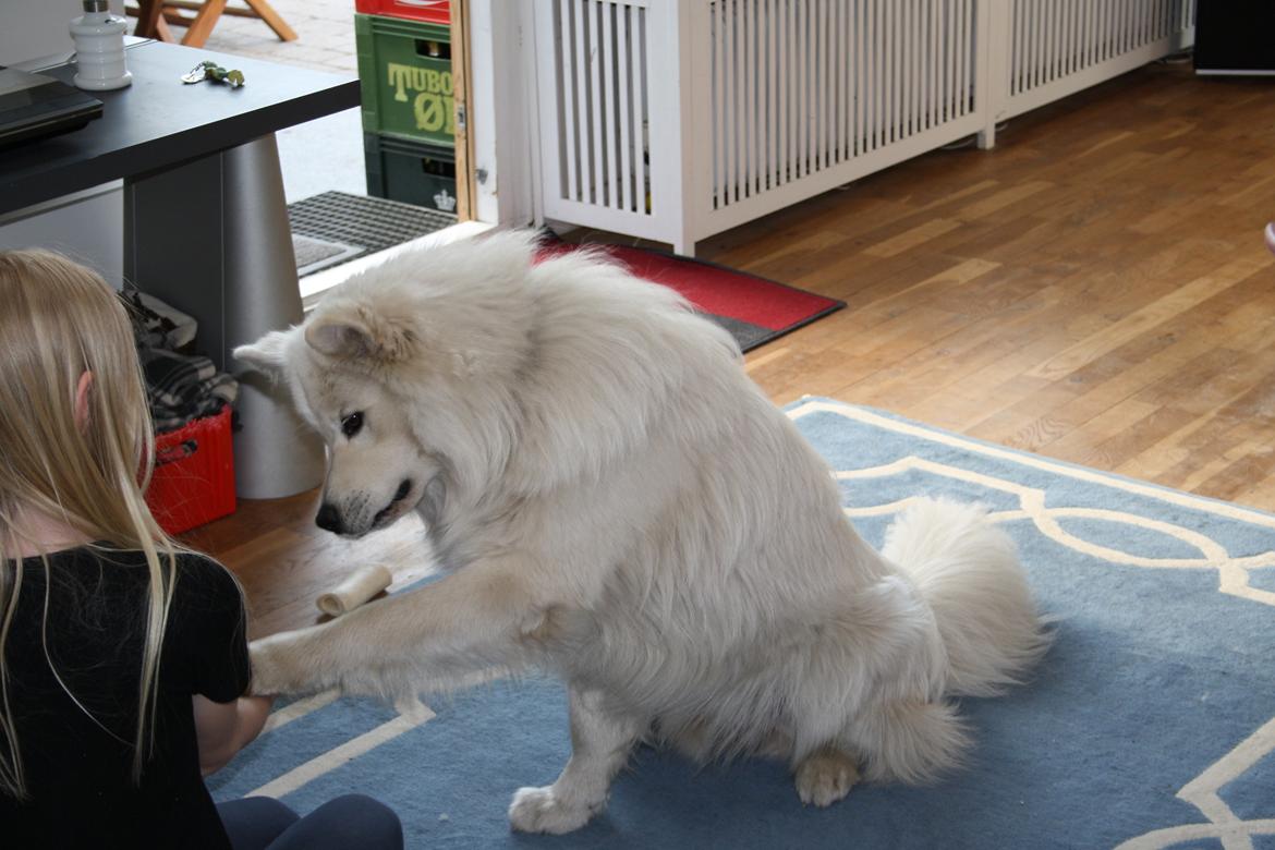 Samojedhund Müsli billede 11