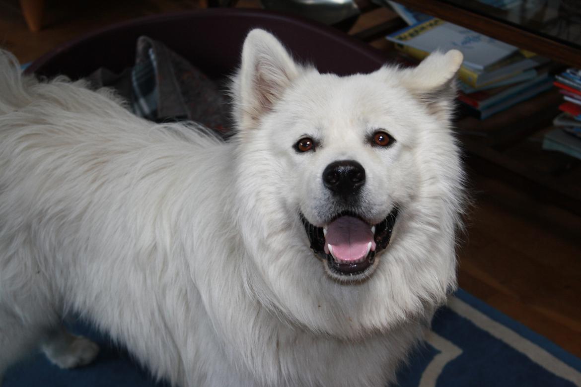 Samojedhund Müsli billede 12