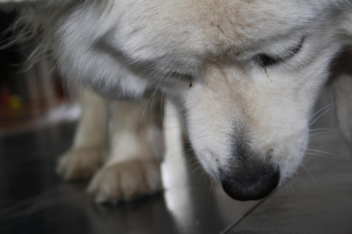 Samojedhund Müsli billede 13