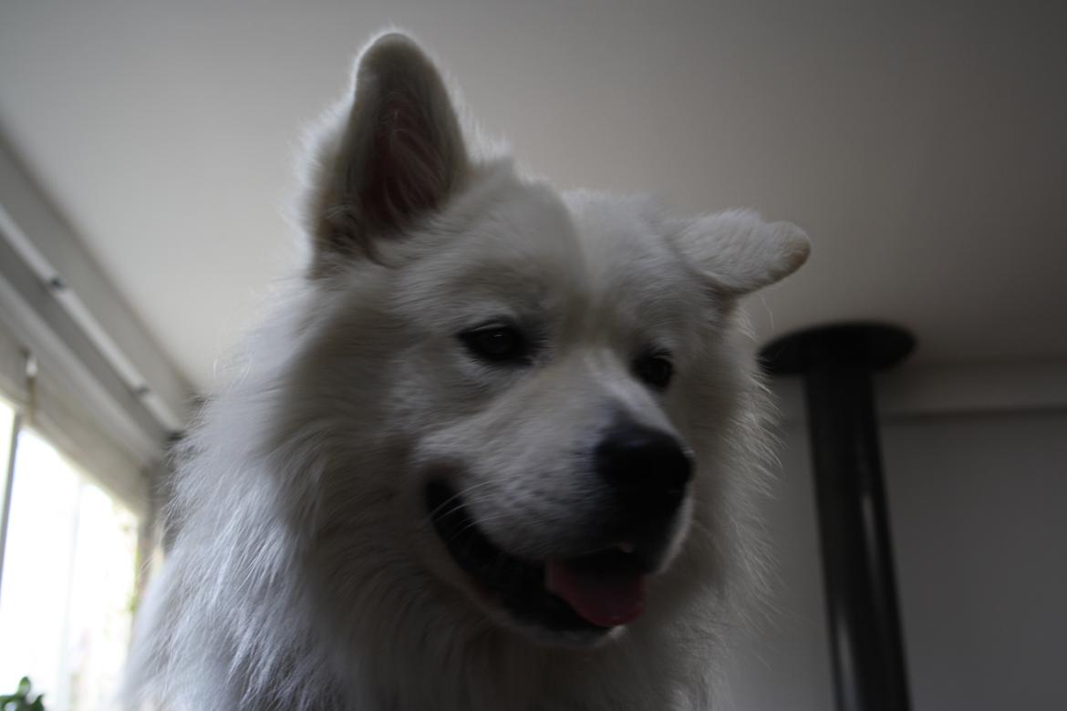 Samojedhund Müsli billede 14