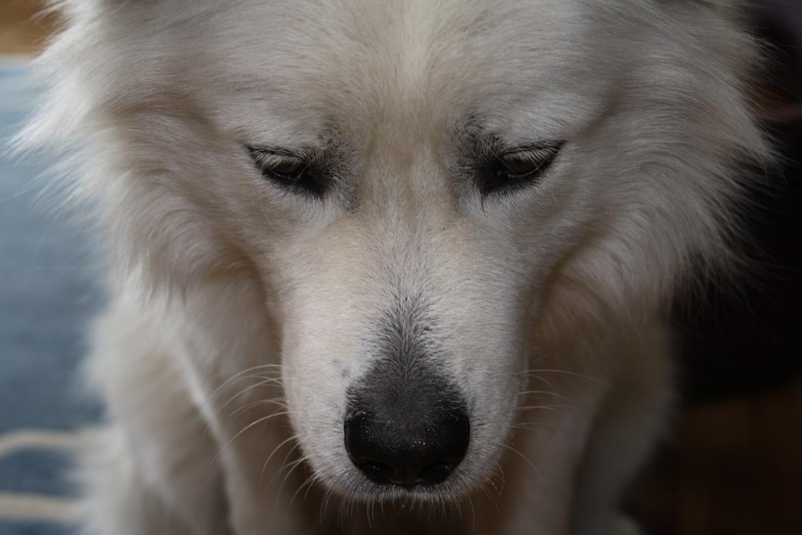 Samojedhund Müsli billede 15