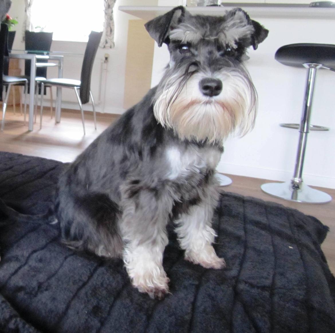 Dvaergschnauzer Soffi - Soffi  billede 1