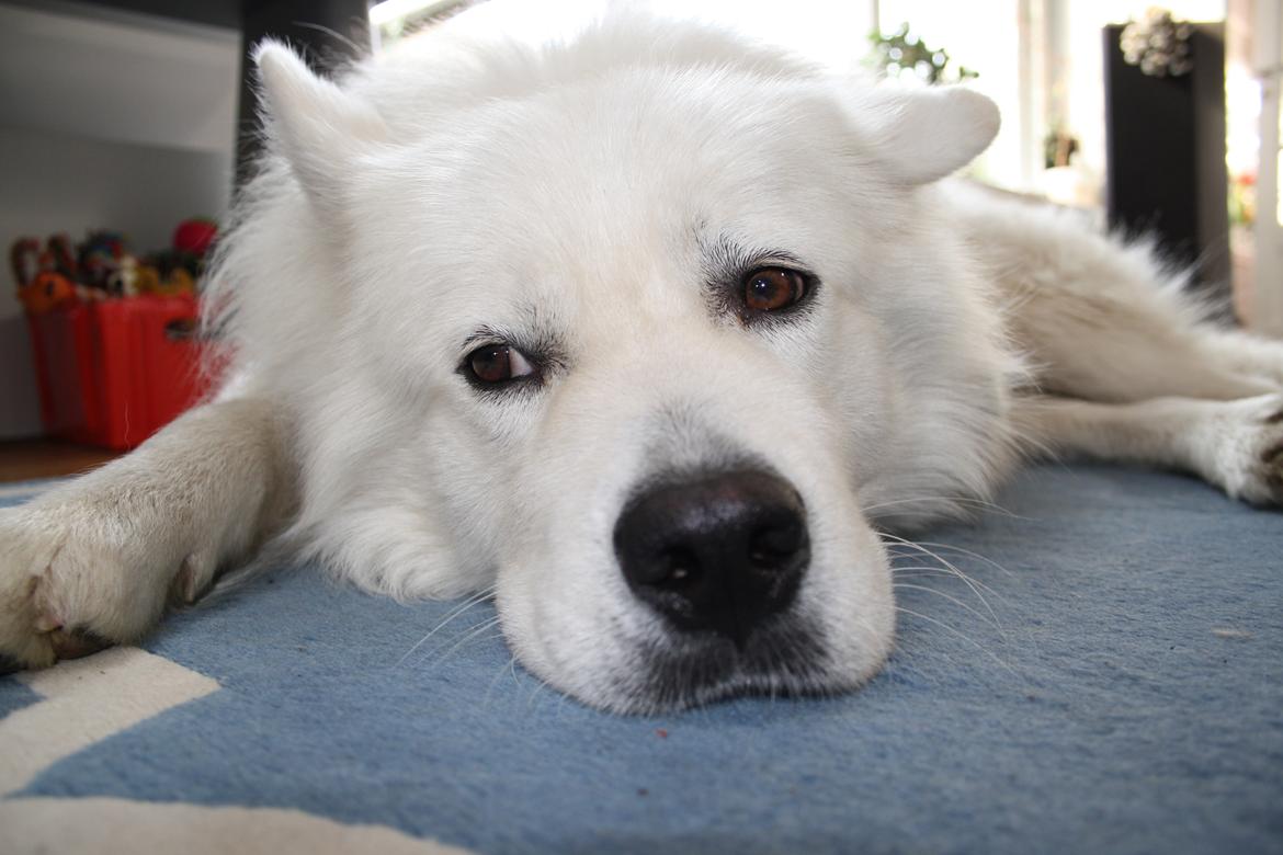 Samojedhund Müsli billede 16