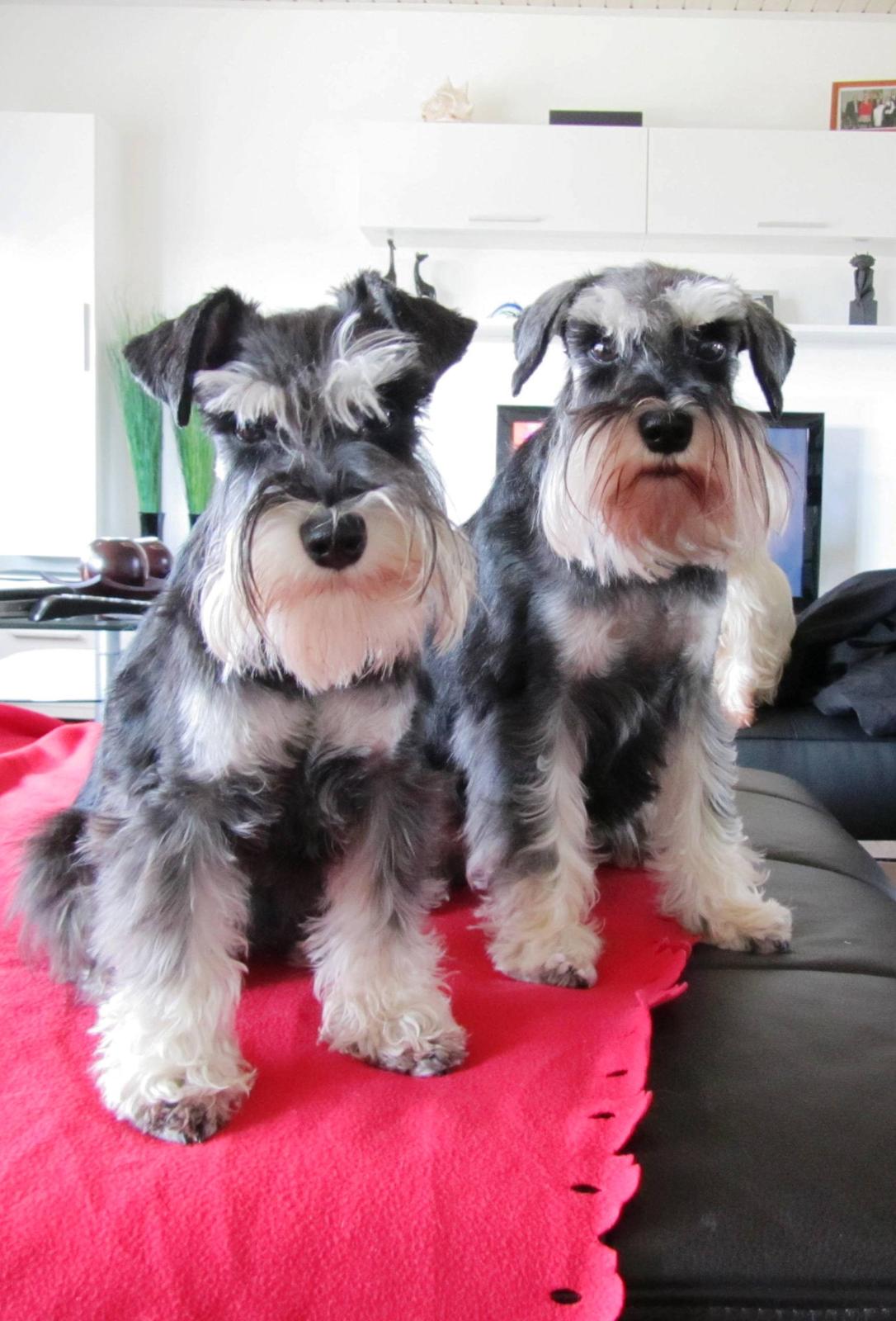 Dvaergschnauzer Soffi - Chilli og Soffi billede 3