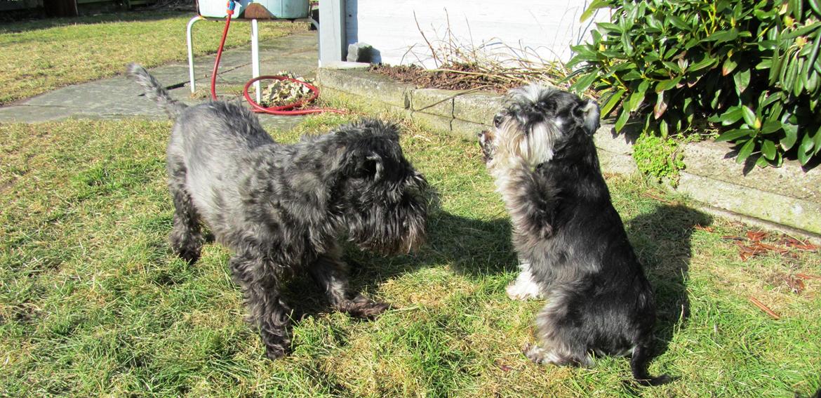 Dvaergschnauzer Soffi - Soffi leger med Fusse billede 4