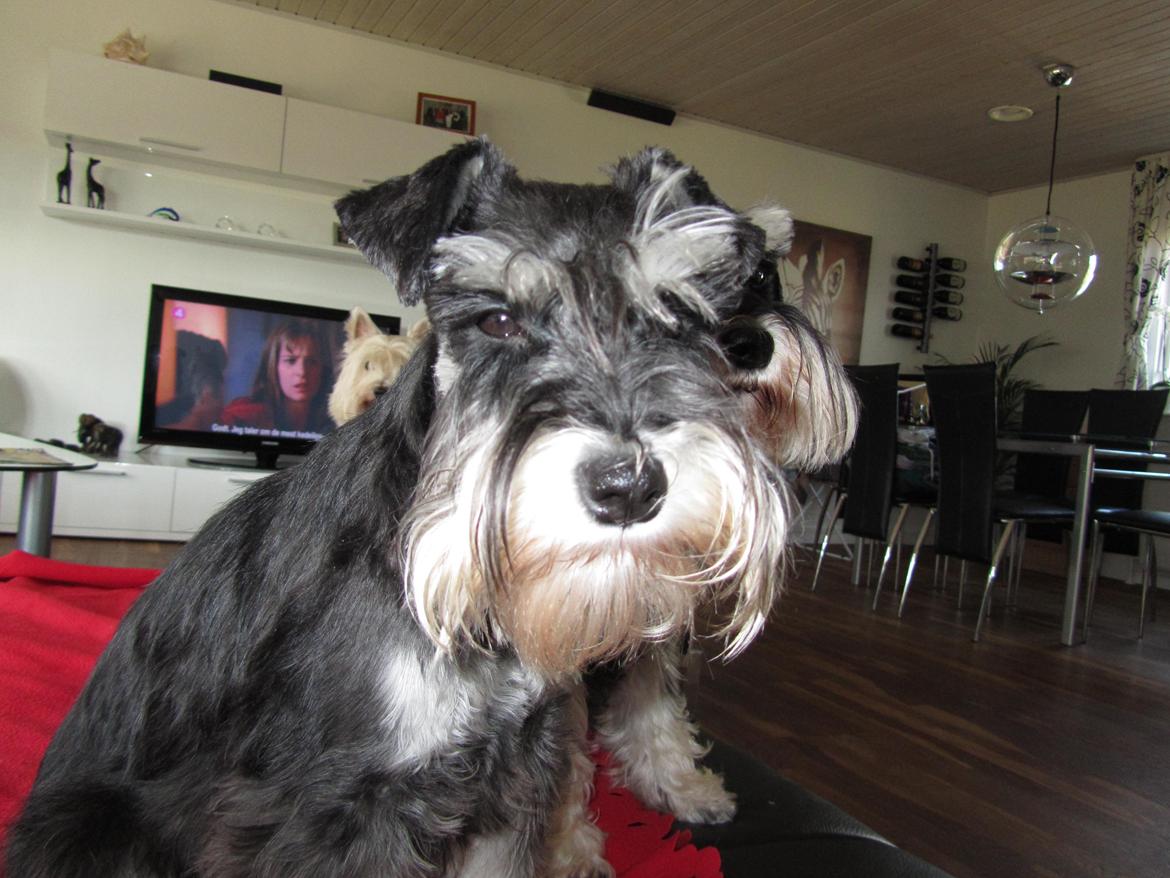 Dvaergschnauzer Soffi billede 5