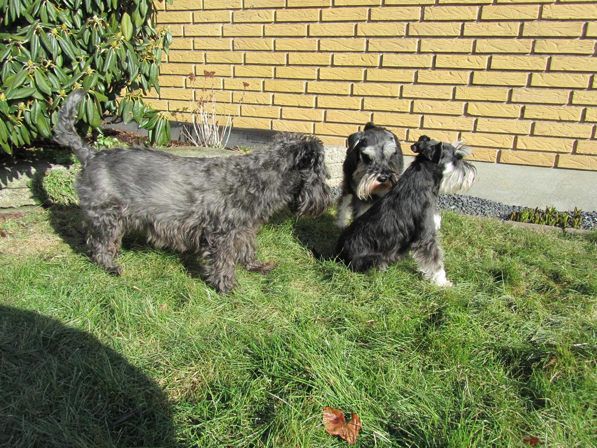 Dvaergschnauzer Soffi - Mine 3 hundebasser i forårssolen billede 6