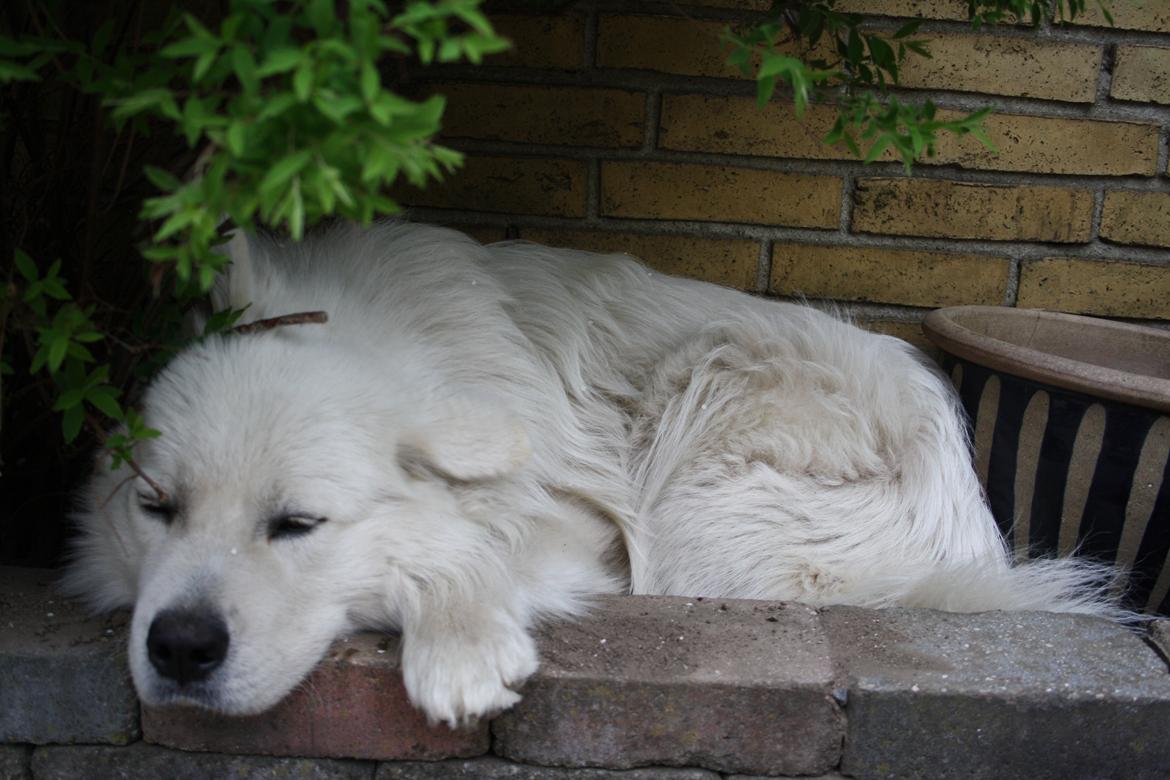 Samojedhund Müsli billede 17