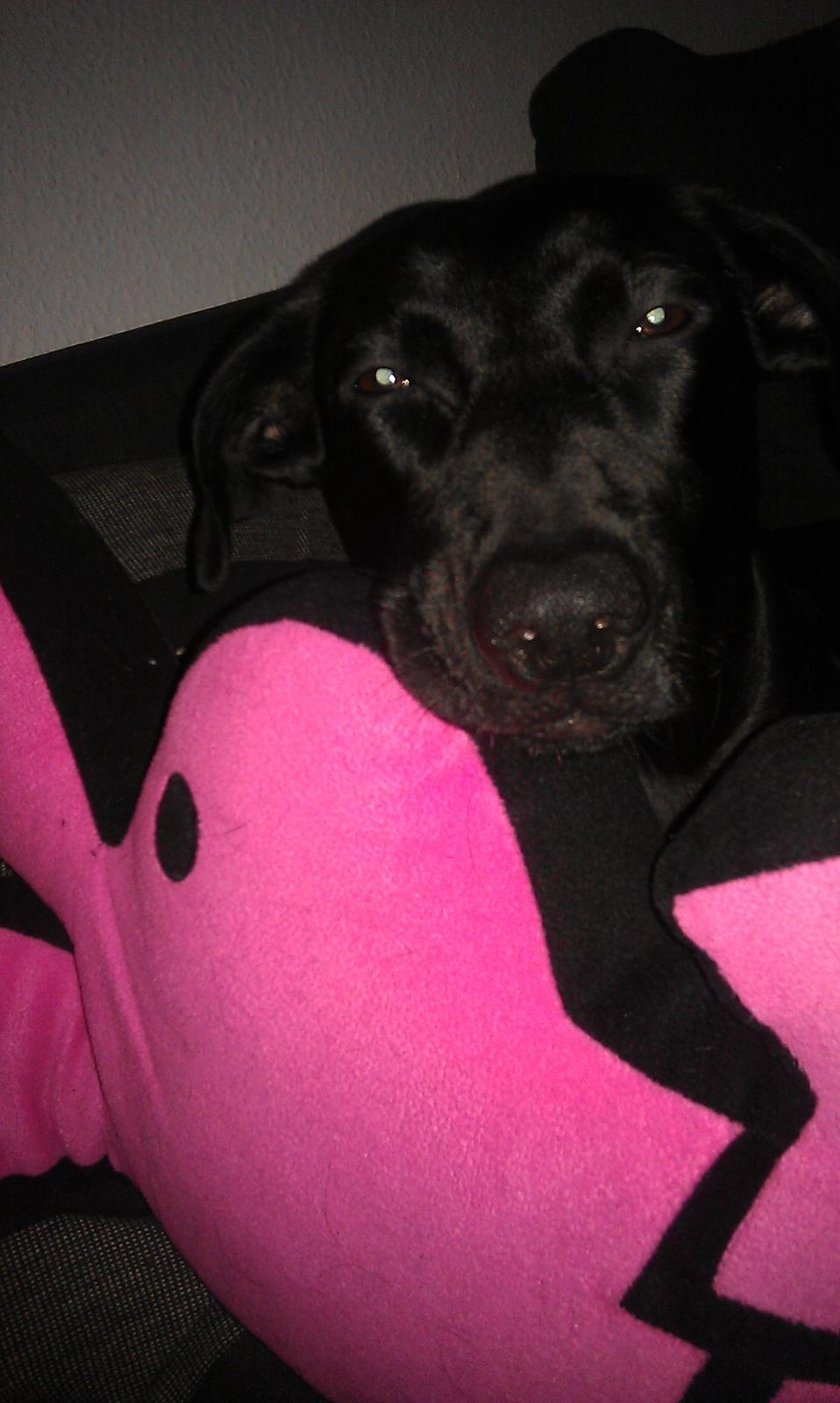 Blanding af racer zika - nej moar, ikke flere billeder, jeg er SÅÅÅÅ træt.... billede 11