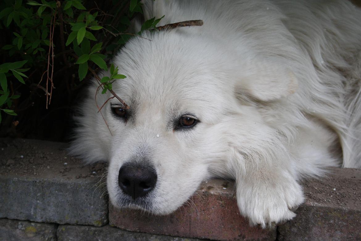 Samojedhund Müsli billede 18