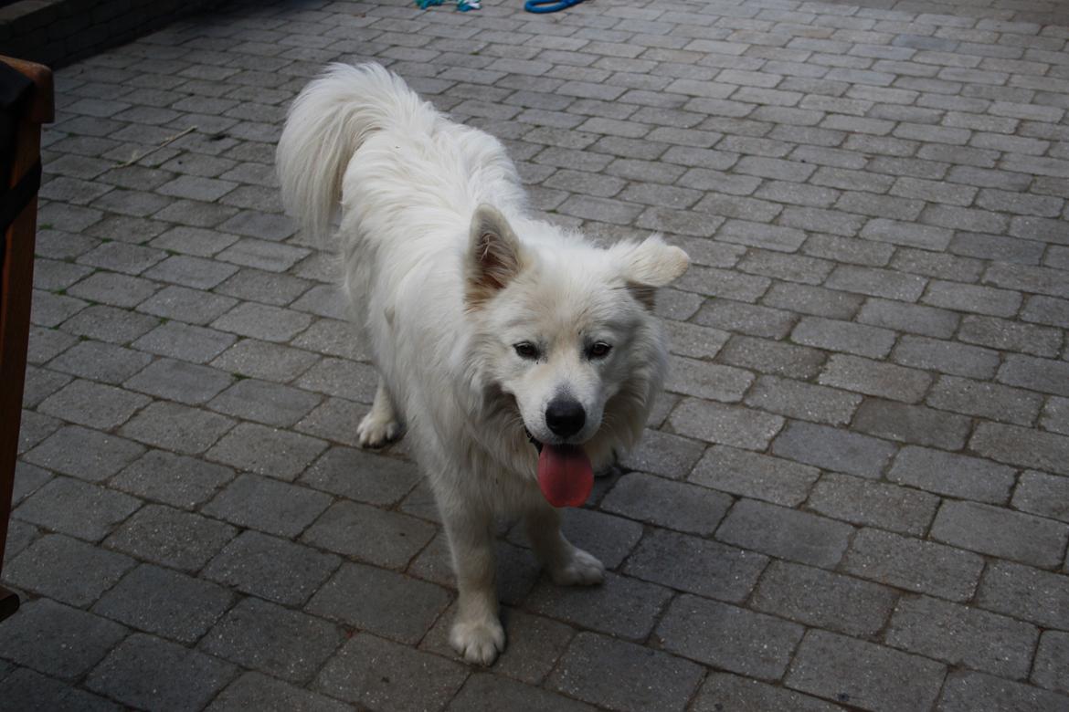 Samojedhund Müsli billede 19