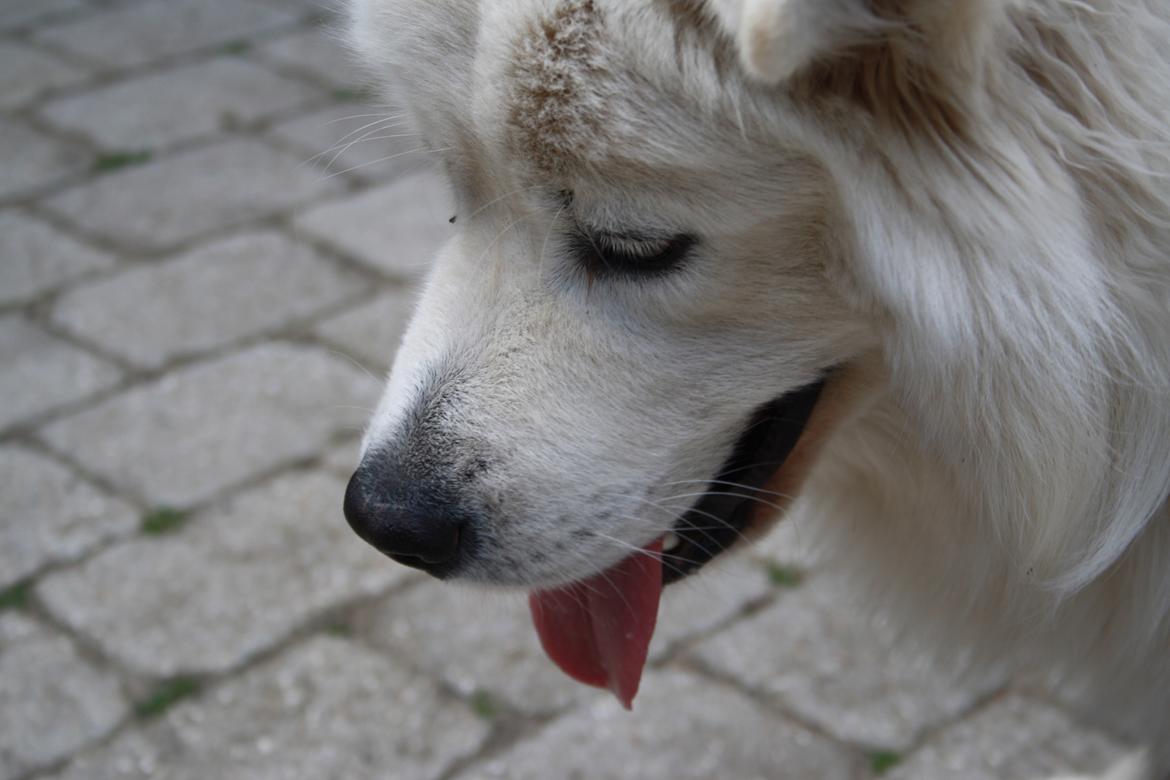 Samojedhund Müsli billede 20