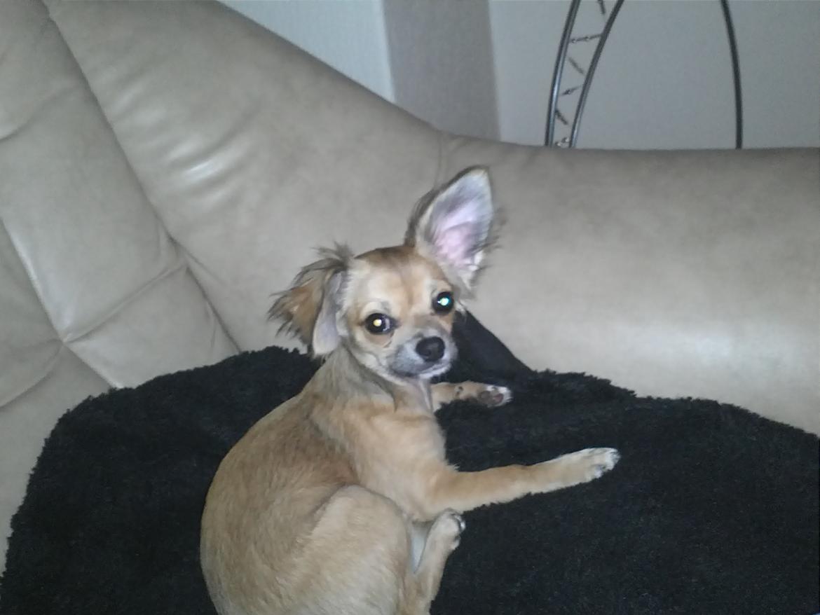 Chihuahua Søde Fie - Fie 5 måneder<3 billede 19