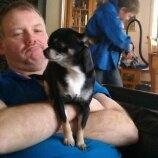 Chihuahua Annabell billede 21