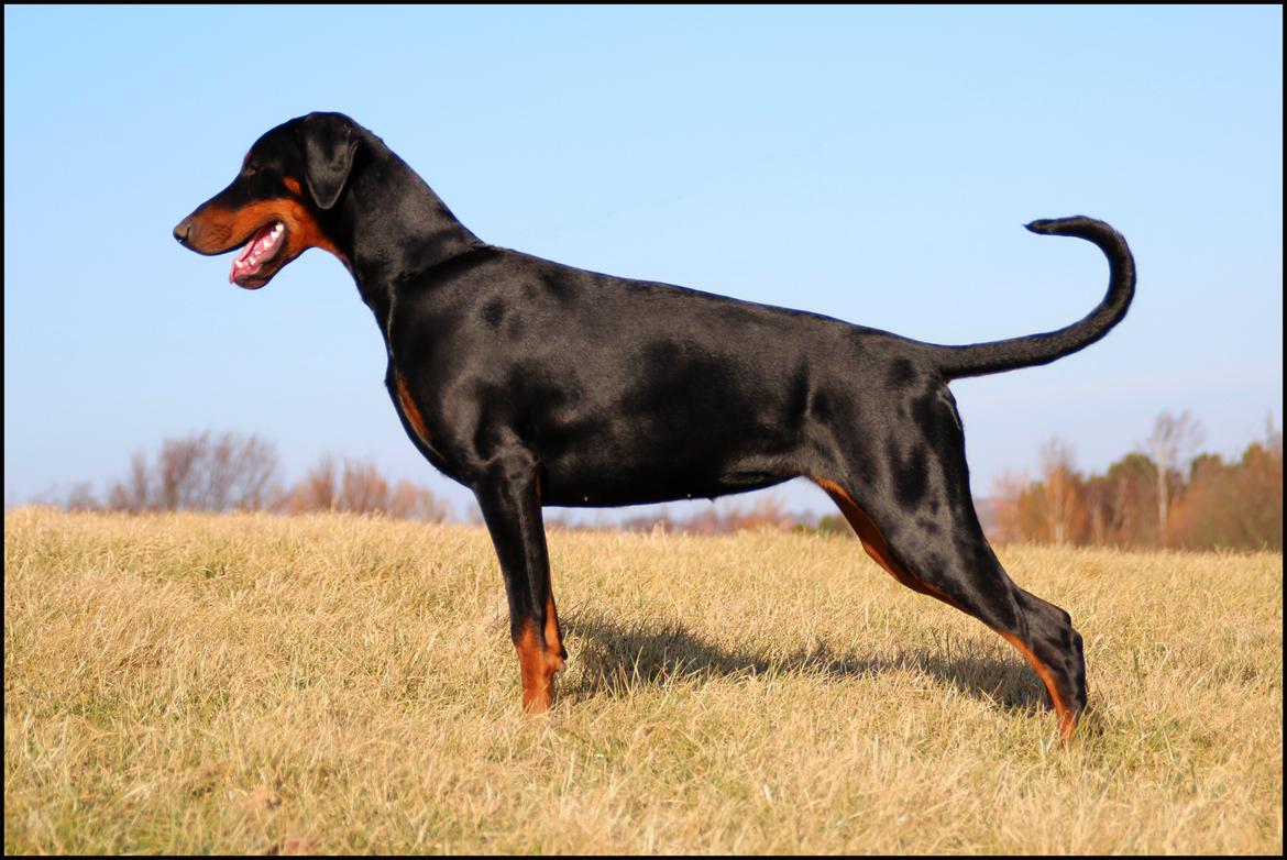 Dobermann Proud Danish Destany billede 12