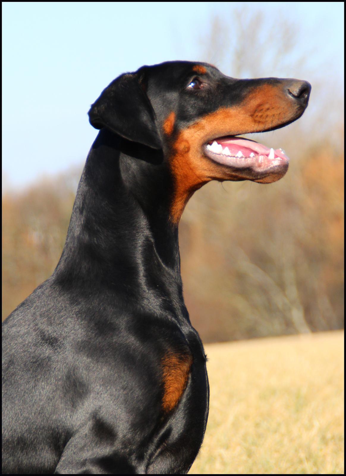 Dobermann Proud Danish Destany billede 13