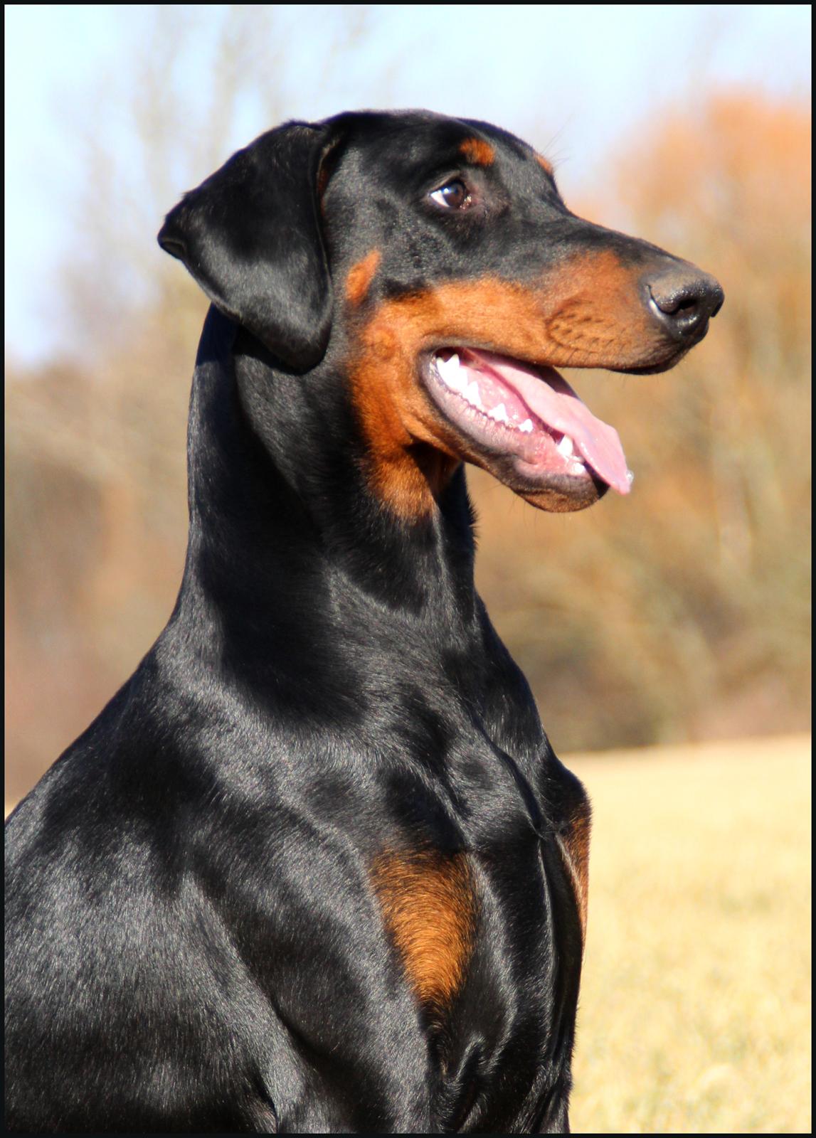 Dobermann Proud Danish Destany billede 4