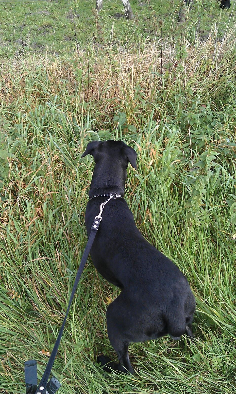 Blanding af racer zika - mit absolut første og sidste møde, med noget min mor kaldte en ko.. Arrh hvor ku jeg bare ikk li de store skiløjede dyr:/ billede 12