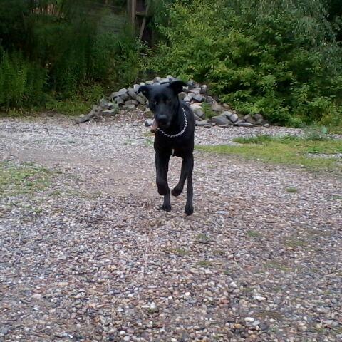 Blanding af racer zika - i fuld fart med min "cigar" i munden:D billede 13