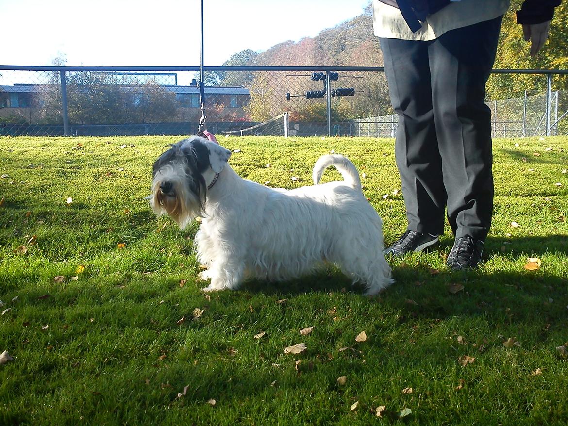 Sealyham terrier Sojus Ladybird - Clara efter årets sidste udstilling. DKKv11 og Racevinder i DTK :-)
Kun udstillet ½ år! billede 13