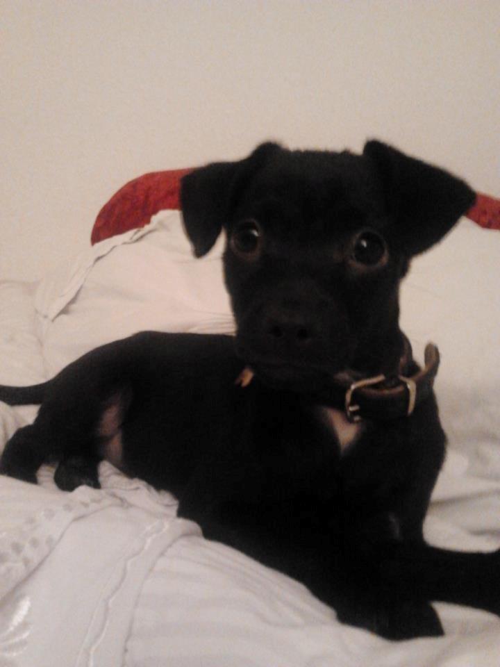 Blanding af racer  Delle - lille delle. Velkommen til delles profil billede 1