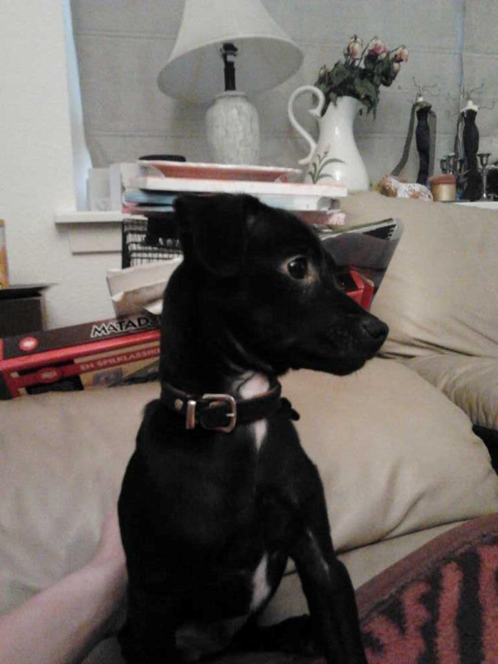 Blanding af racer  Delle billede 2