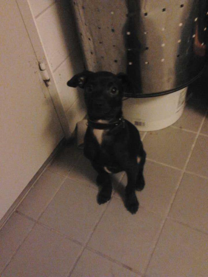 Blanding af racer  Delle billede 3