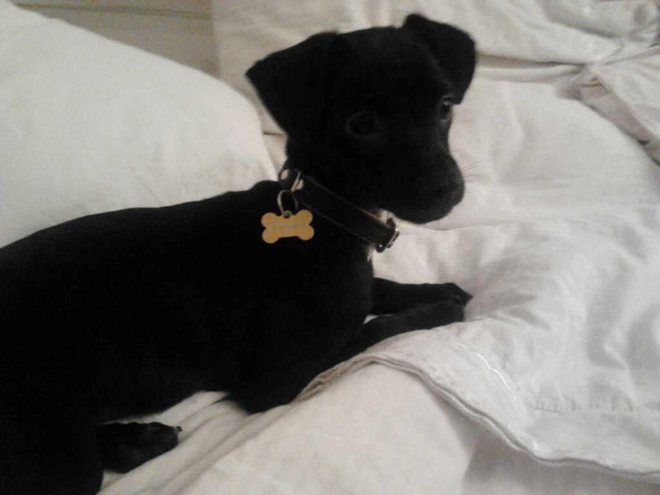 Blanding af racer  Delle billede 4