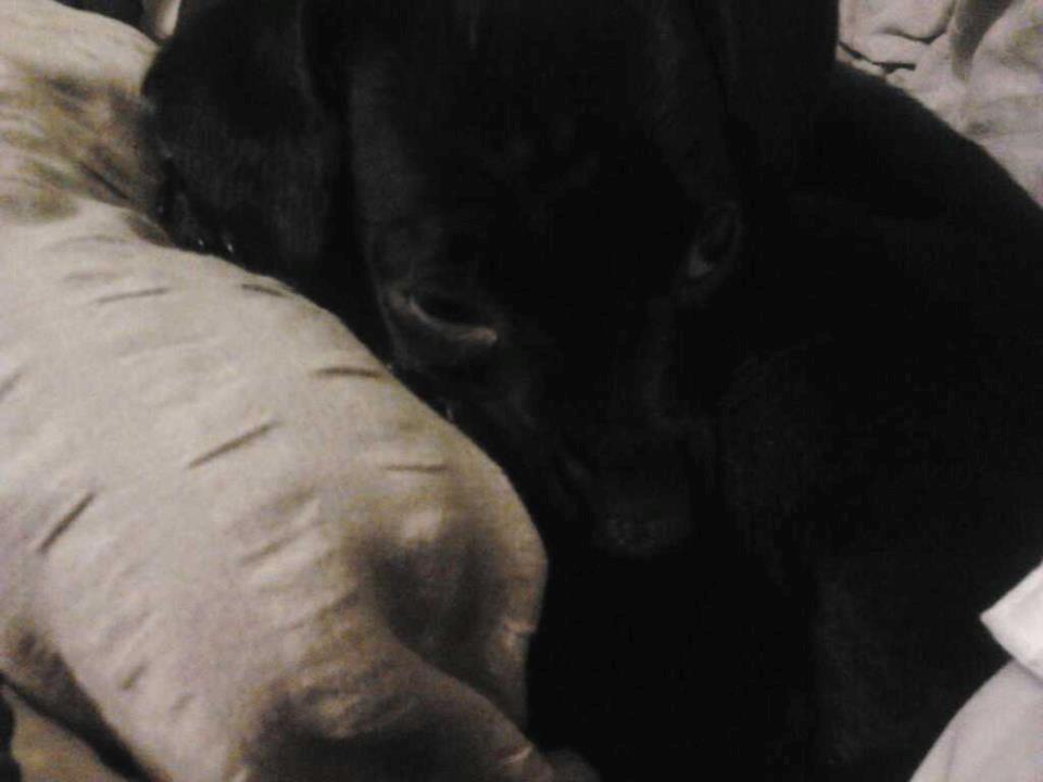 Blanding af racer  Delle - ligger og stener tv xD billede 5