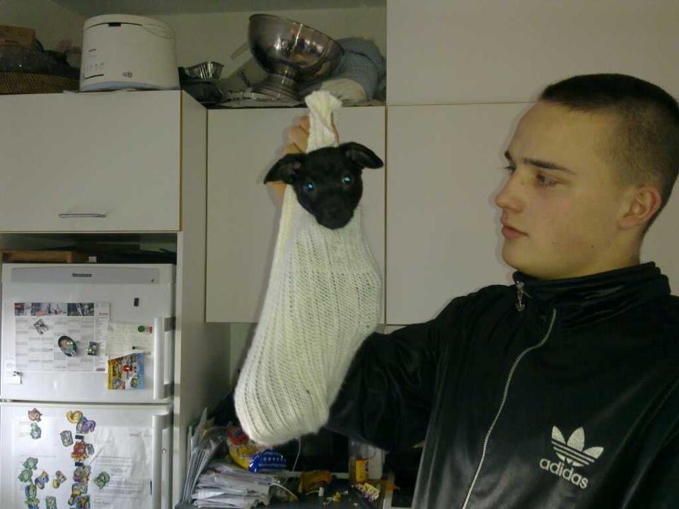 Blanding af racer  Delle - han elsker at ligge i min hue. lige meget hvad man gør vil han ikke ud af den xD  billede 6