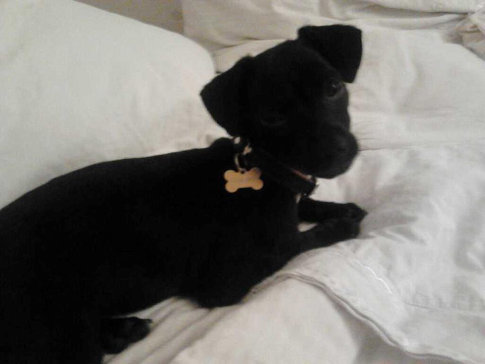 Blanding af racer  Delle billede 7