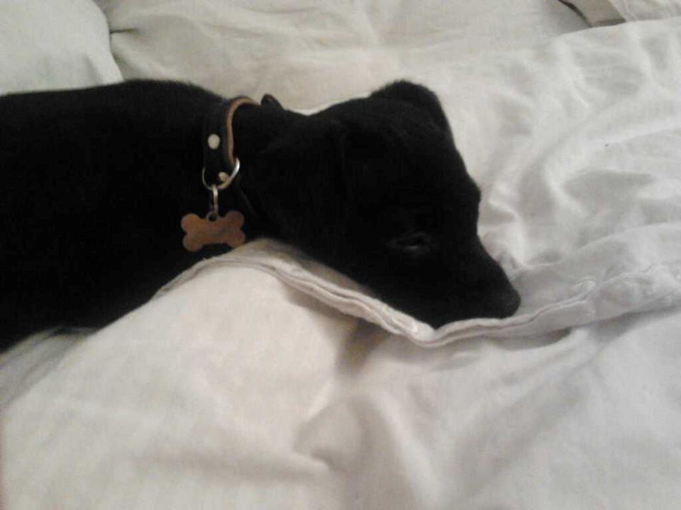 Blanding af racer  Delle billede 8