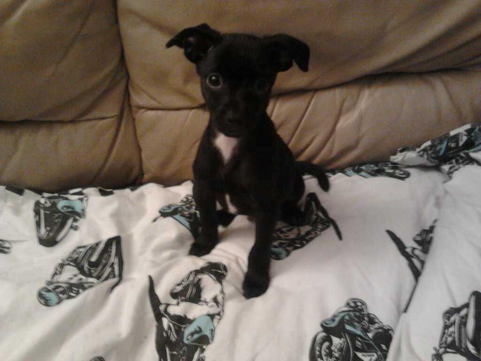 Blanding af racer  Delle - da Delle var en bette bebber på 1kg vi havde næsten lige fået ham her  billede 9