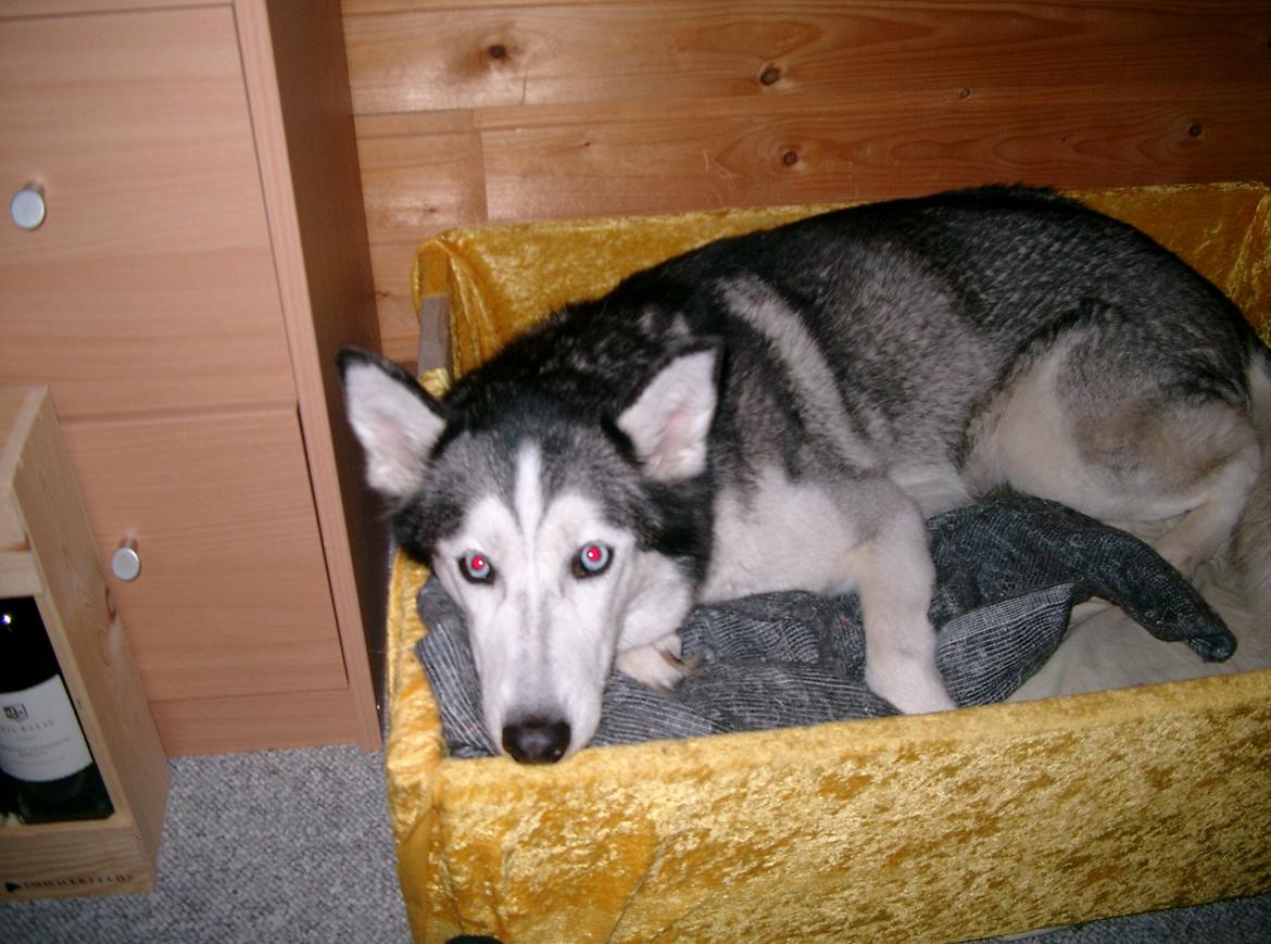 Siberian husky Lucky "himmel hund" billede 13