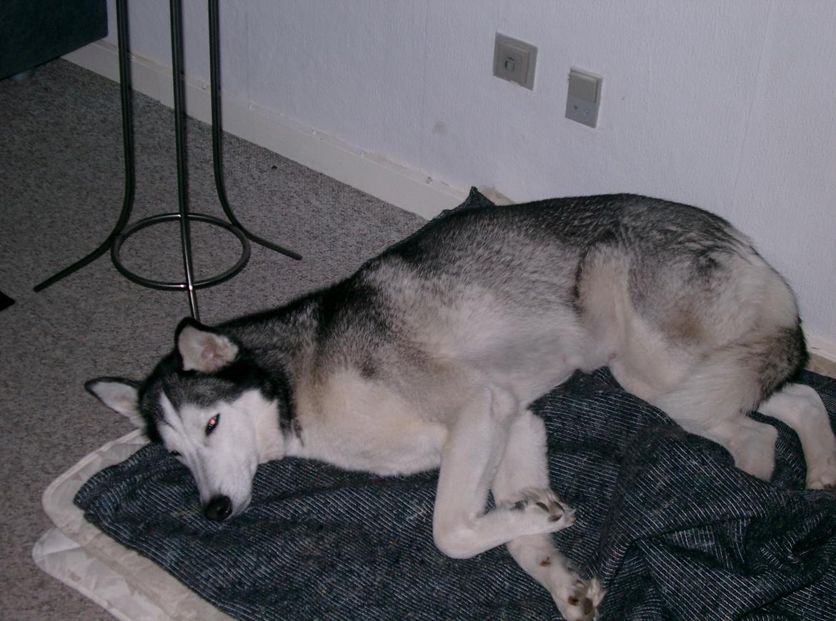 Siberian husky Lucky "himmel hund" - lucky laver det hun er bedst til.. billede 14