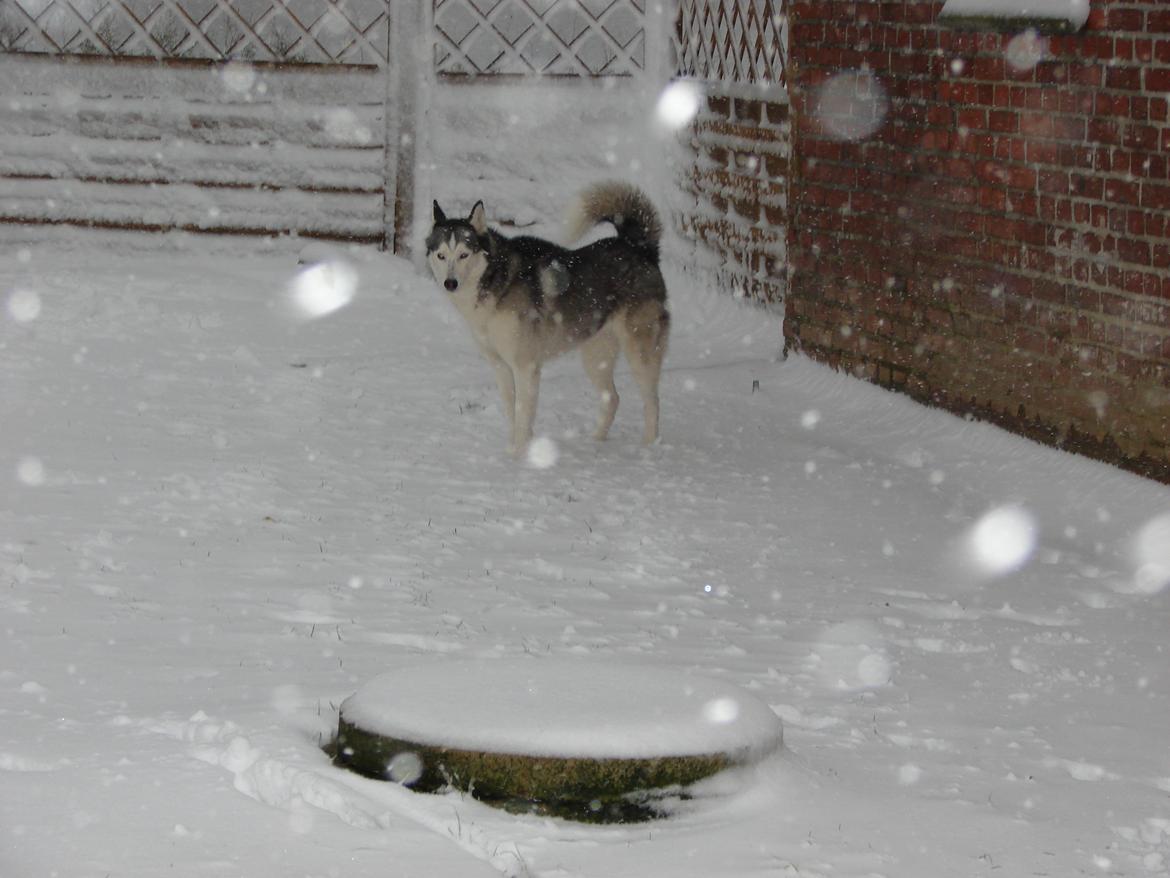 Siberian husky Lucky "himmel hund" billede 15