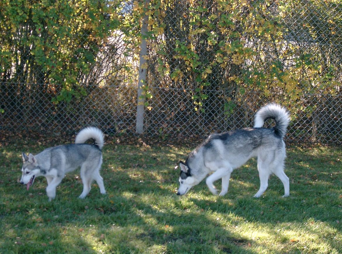 Siberian husky Lucky "himmel hund" - Lucky viser Ziggi hvordan man finder Muldvarper billede 16