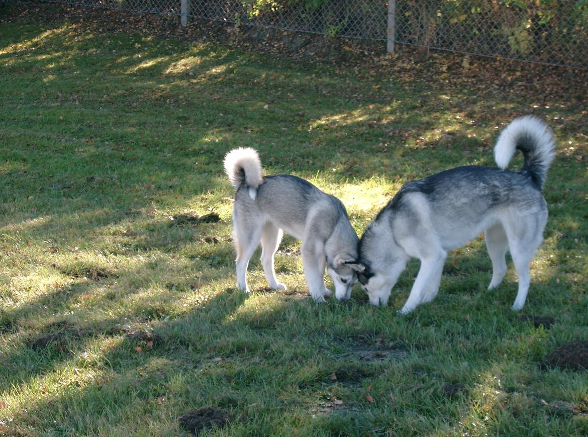 Siberian husky Lucky "himmel hund" - se min lille ven... her skal du grave billede 17