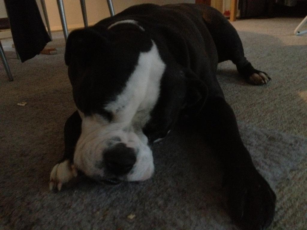 Olde victorian bulldogge Virup's Dixie aka Kiwi billede 20