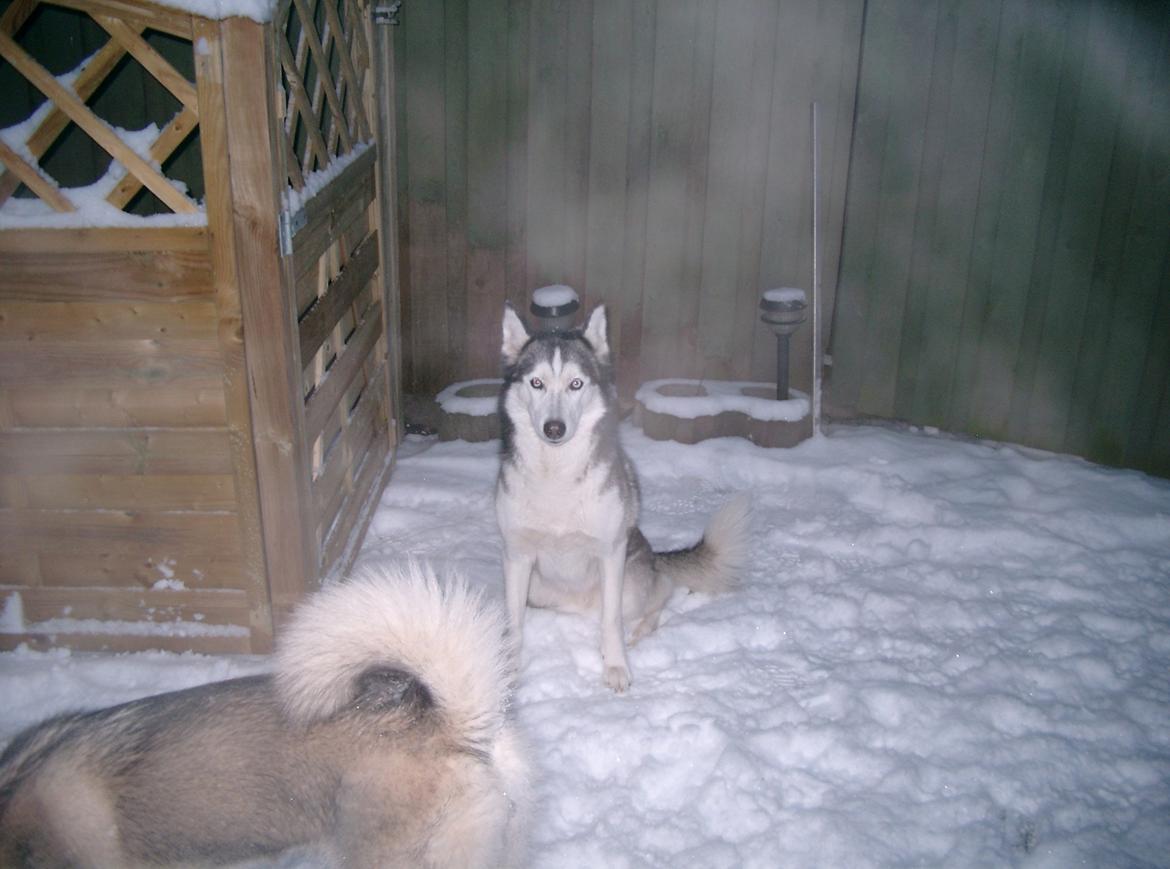 Siberian husky Lucky "himmel hund" billede 20